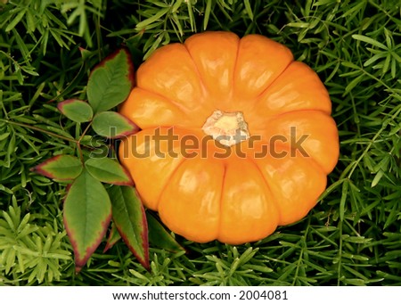 Orange Pumpkin and Decorative Leaves set on Greenery