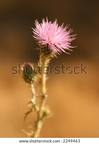 Thistle Desert Flower with Shallow Depth of Field