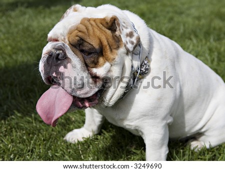 Bulldog Panting and Sitting on Grass