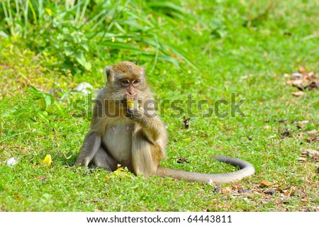 pics of monkeys eating bananas. stock photo : Monkeys eating