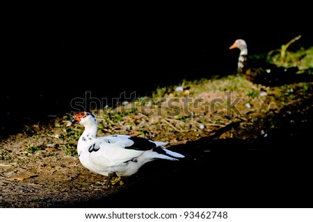 The duck white
