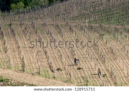 Vineyard workers in Tuscany