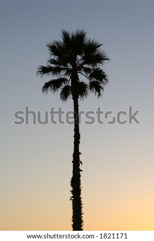 palm in California sunset