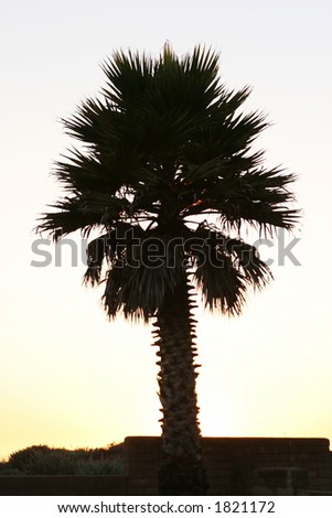 short palm in California sunset