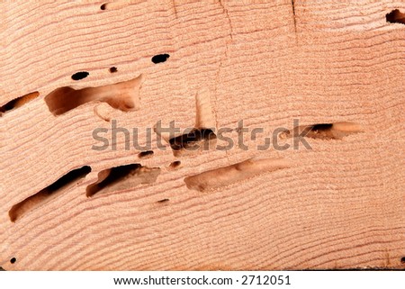 drywood termite damage crosscut