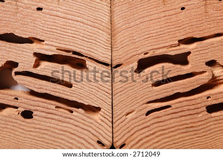 drywood termite damage crosscut