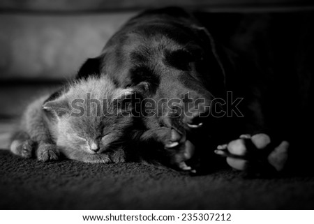 large dog and a small cat sleep together