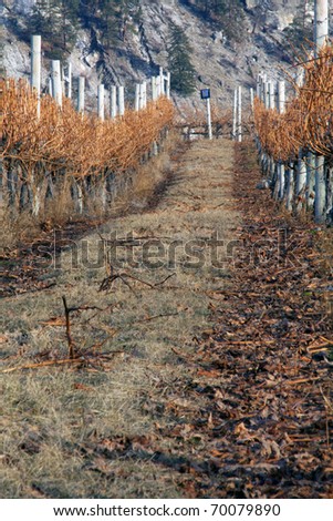 Winter vineyard scene with mountains and clipped vines