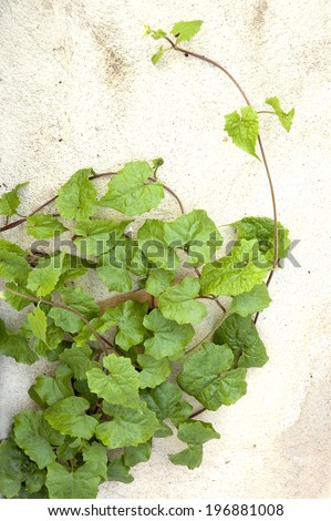 creeper plant on white wall background
