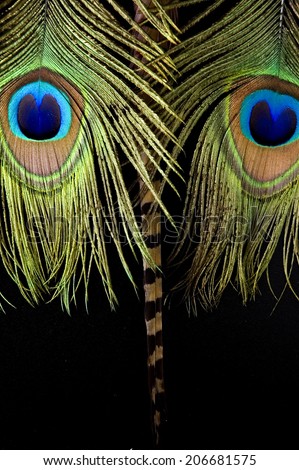 peacock feathers and bird feathers put on black look like face
