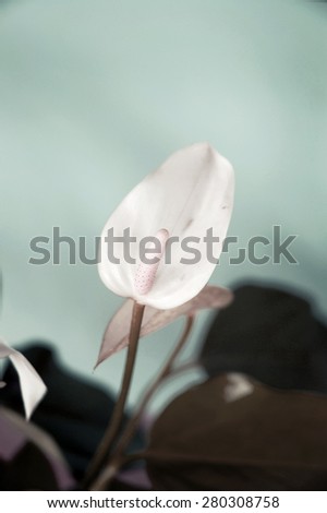 beautiful white anthurium flower in pastel shade