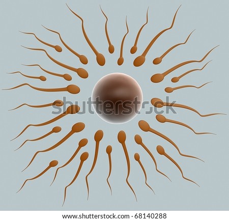 Sperm And Egg. sperm and egg cell