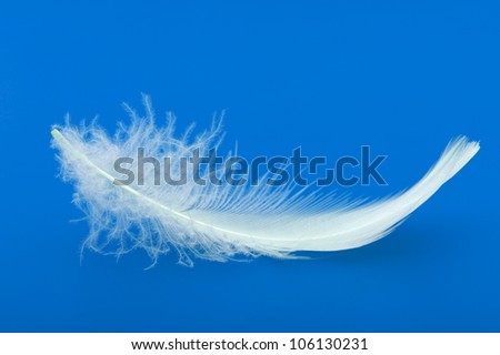 Feather. The bird\'s feather lies on a blue background with reflexion