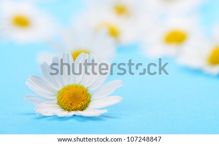 Wild chamomile. White flowers on a dark blue background
