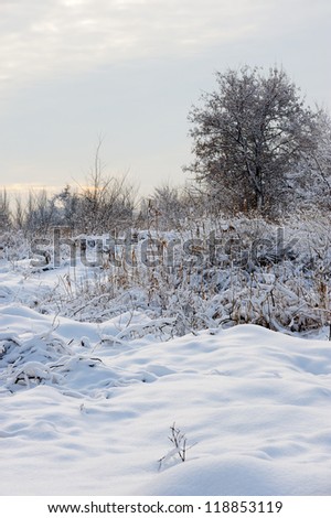 Winter landscape. Frosty weather, trees in snow