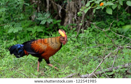 Tropical bird . A bird in the wild. The national Park of Sri Lanka
