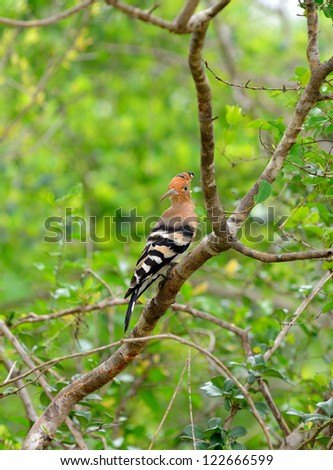 Tropical bird hoopoe . A bird in the wild. The national Park of Sri Lanka