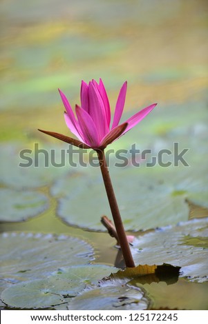 Nymphaea lotus. Nymphaea lotus, the Tiger Lotus, White lotus or Egyptian White Water-lily, is a flowering plant of the family Nymphaeaceae.