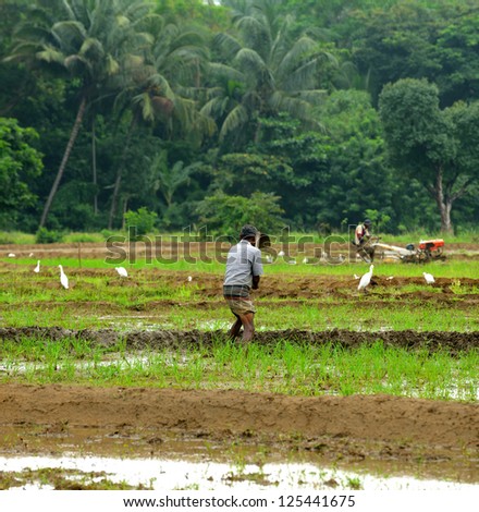 manual work of the man on the rice field. Island Sri Lanka