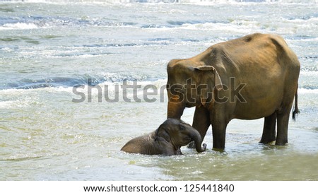 Elephants. Indian elephants in the river. Country Of Sri Lanka