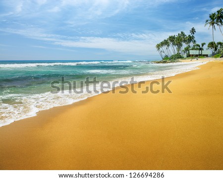 ocean coast. The coast of the Indian ocean with palm trees and yellow sand