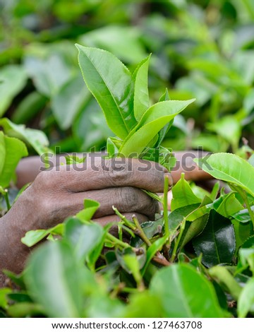 Tea leaf in his hand. Rough hands . Photo close-up of the hands and tea leaf