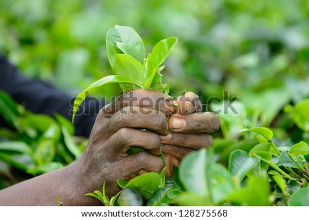 Tea leaf in his hand. Rough hands . Photo close-up of the hands and tea leaf