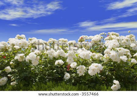 Field of white roses on a background of the blue sky