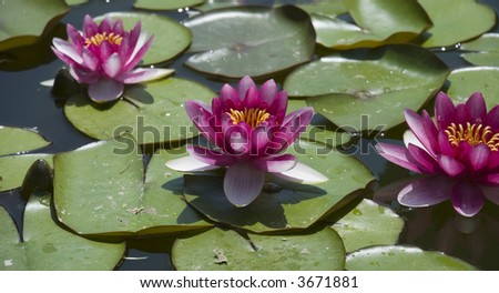 Three red lilies with accent on average on wood lake