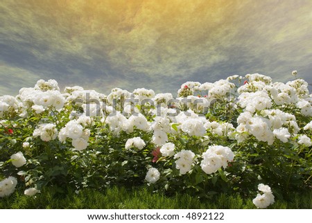 Field of white roses on a background of the gold storm sky