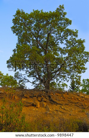 Tree on a slope of mountain. The developed root system