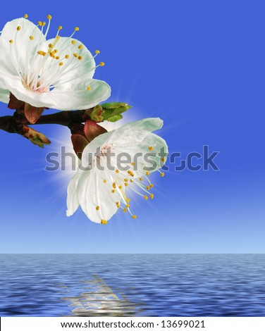 Flower above water
