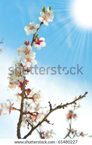 Blossoming branches of a tree with sun beam. White flowers on a background of the blue sky