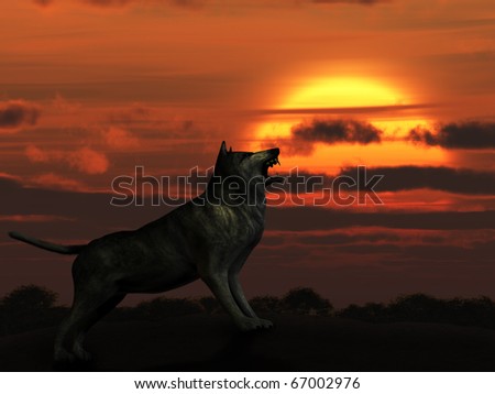 Wolf And Sunset