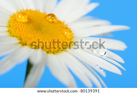 Camomile with dew drops. It is isolated on a blue background