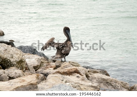 One brown pelican spreading its wings, standing on the rocks. Florida, Venice, Sarasota, South Jetty, Gulf of Mexico