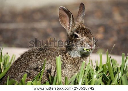 Closeup of cute cottontail bunny rabbit in the garden. Composition with animals