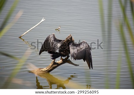Anhinga (snake bird, water turkey, darter) sunning to dry off after diving into the water trying to catch fish