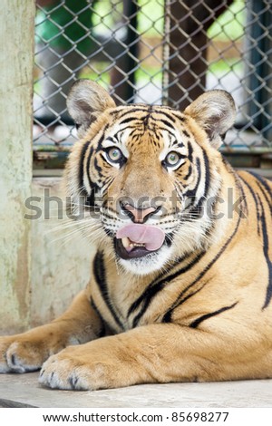 Tiger licking its lips with piercing eyes