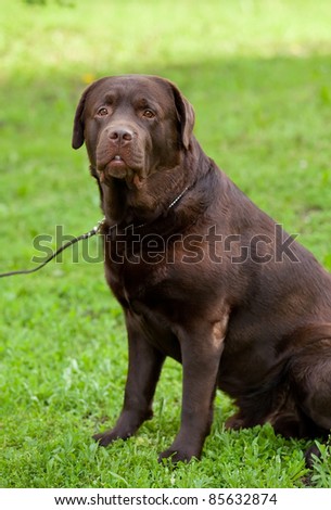 chocolate labrador retriever dog sitting