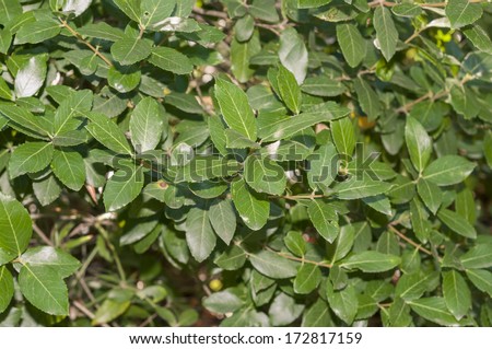 Leaves and branches of Phillyrea latifolia. It is a species in the family Oleaceae native to the Mediterranean Region, Canary Islands and Madeira