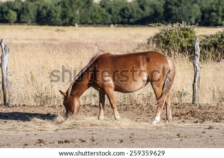 Chestnut horse feeding in the riding horse
