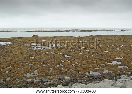 Iceland coast during low tide