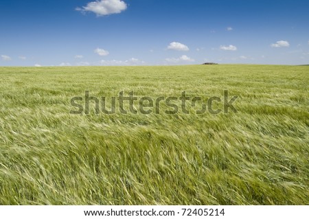 Barley swaying in the wind. Picture taken in Ciudad Real province, Spain.