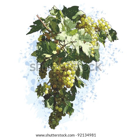 Grape Vine Drawing