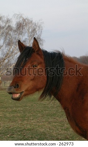 A horse that appears to be smiling
