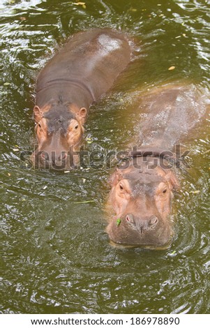 Hippos, Thailand National Park