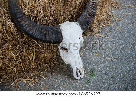 Buffalo skull was placed inside the straw