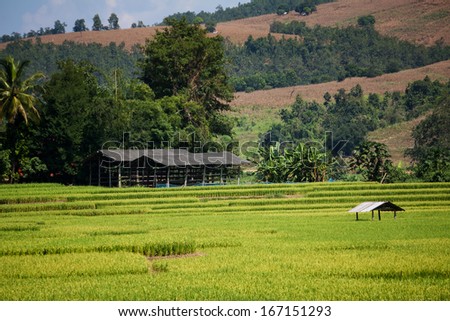 Golden rice harvest season approaches
