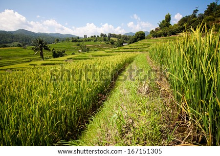 Golden rice harvest season approaches